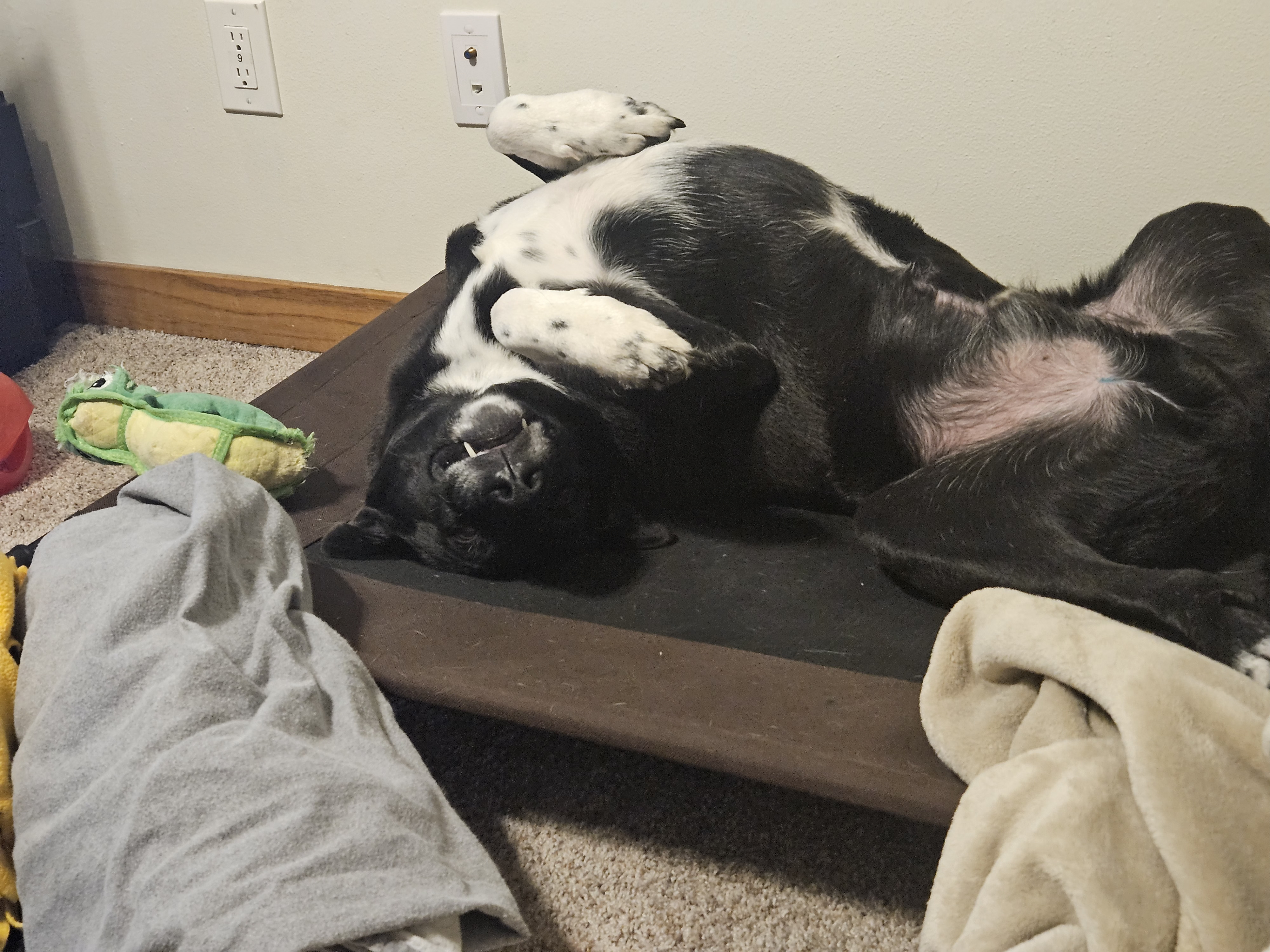 Caspar looking like a derp, laying upside down on his bed