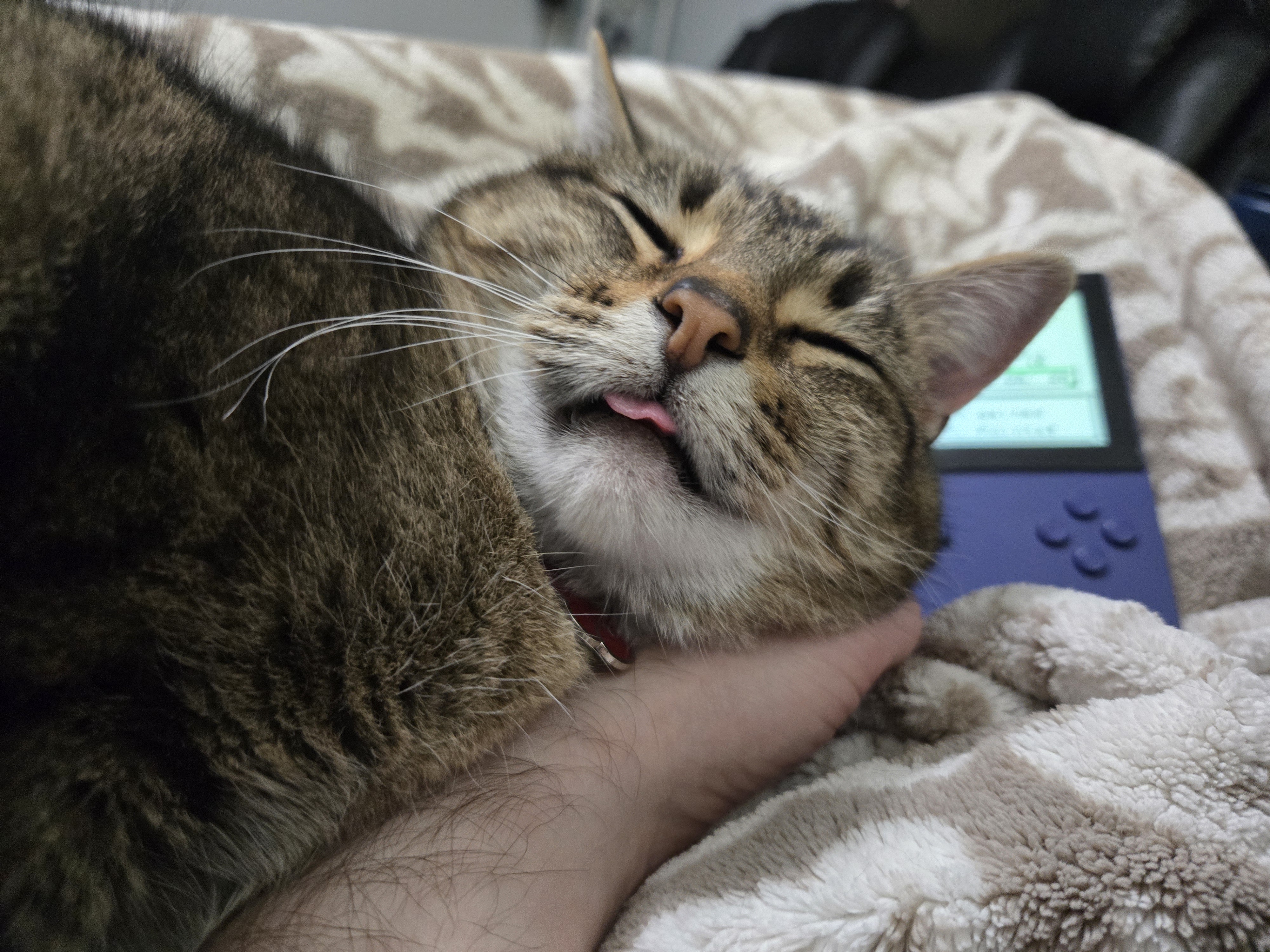 Blepping while snuggling on a blanket