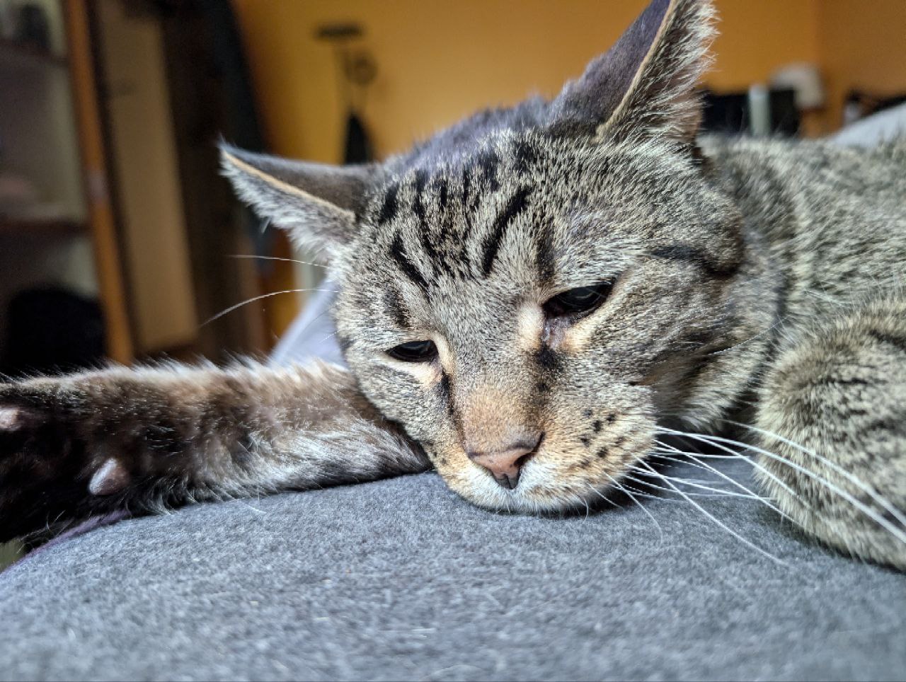 Preparing for a big nap, paw outstretched, eyes drooping